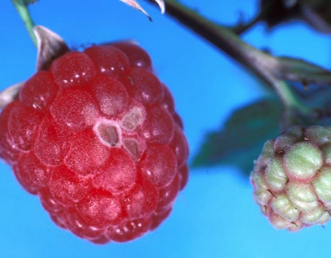 Framboise, Avertissement No 10, 30 juin 2020 — free download